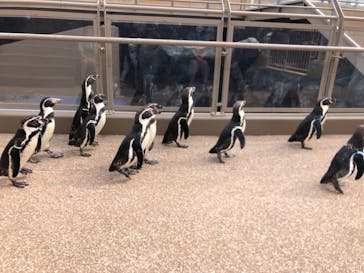 アクアワールド茨城県大洗水族館に投稿された画像（2023/11/6）
