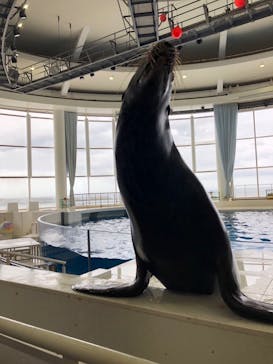 アクアワールド茨城県大洗水族館に投稿された画像（2023/11/6）