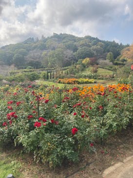 いばらきフラワーパークに投稿された画像（2023/11/6）