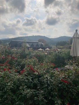 いばらきフラワーパークに投稿された画像（2023/11/6）