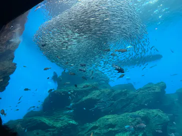 仙台うみの杜水族館に投稿された画像（2023/11/6）