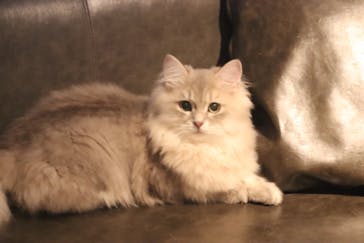 猫カフェモカ　渋谷センター街店に投稿された画像（2023/11/6）