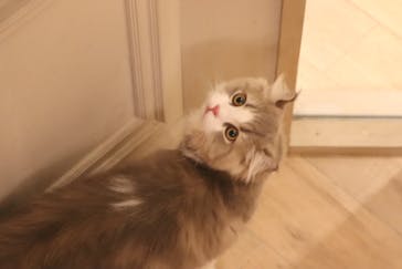 猫カフェモカ　渋谷センター街店に投稿された画像（2023/11/6）