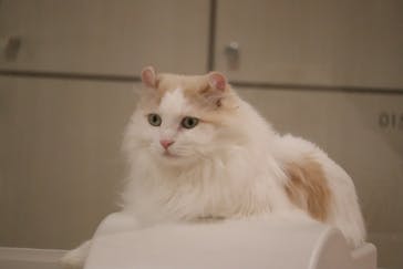 猫カフェモカ　町田ジョルナ店に投稿された画像（2023/11/6）