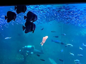 京都水族館に投稿された画像（2023/11/6）