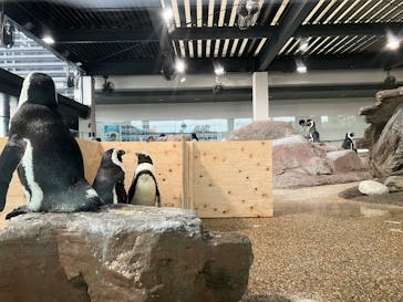 京都水族館に投稿された画像（2023/11/6）
