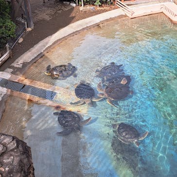 新江ノ島水族館に投稿された画像（2023/11/6）