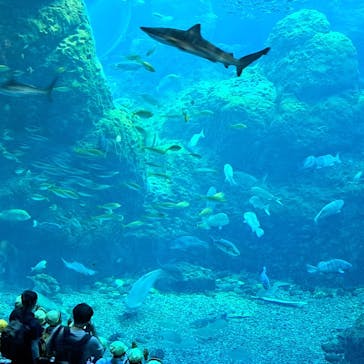 新江ノ島水族館に投稿された画像（2023/11/6）