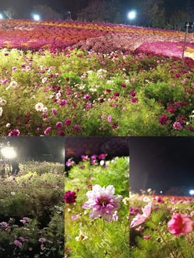 東武動物公園に投稿された画像（2023/11/6）