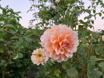 いばらきフラワーパークに投稿された画像（2023/11/3）