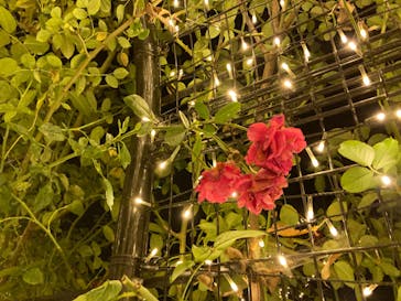 いばらきフラワーパークに投稿された画像（2023/11/3）