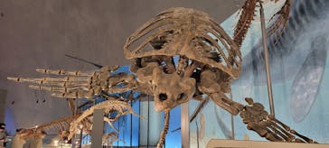 福井県立恐竜博物館に投稿された画像（2023/11/7）