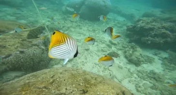 武藤潜水に投稿された画像（2023/11/7）