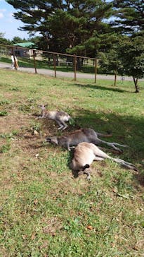 那須どうぶつ王国に投稿された画像（2023/11/7）