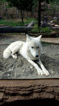 那須どうぶつ王国に投稿された画像（2023/11/7）