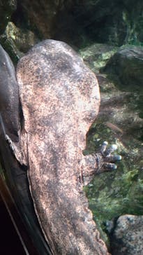 京都鉄道博物館×京都水族館に投稿された画像（2023/11/7）