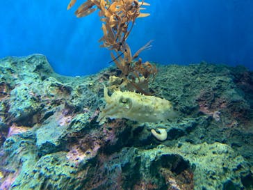 サンシャイン水族館に投稿された画像（2023/11/7）
