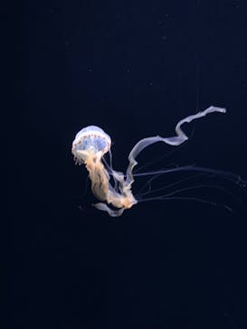 サンシャイン水族館に投稿された画像（2023/11/7）