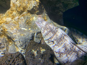 サンシャイン水族館に投稿された画像（2023/11/7）