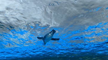 サンシャイン水族館に投稿された画像（2023/11/7）