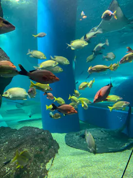 マクセル アクアパーク品川に投稿された画像（2023/11/7）