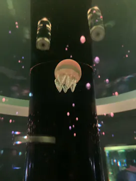 マクセル アクアパーク品川に投稿された画像（2023/11/7）