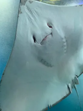 マクセル アクアパーク品川に投稿された画像（2023/11/7）