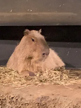 マクセル アクアパーク品川に投稿された画像（2023/11/7）