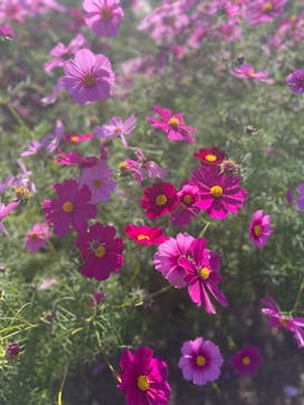 淡路ファームパーク イングランドの丘に投稿された画像（2023/11/7）