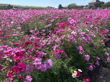 淡路ファームパーク イングランドの丘に投稿された画像（2023/11/7）