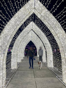 神戸イルミナージュに投稿された画像（2023/11/7）