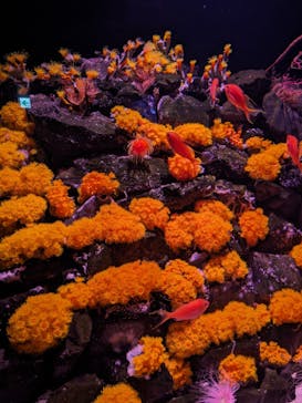 大分マリーンパレス水族館 「うみたまご」に投稿された画像（2023/11/7）