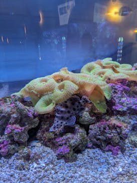 大分マリーンパレス水族館 「うみたまご」に投稿された画像（2023/11/7）