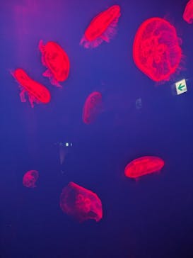 大分マリーンパレス水族館 「うみたまご」に投稿された画像（2023/11/7）