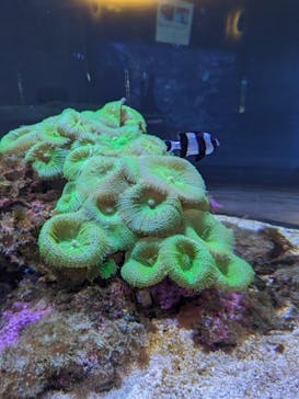 大分マリーンパレス水族館 「うみたまご」に投稿された画像（2023/11/7）