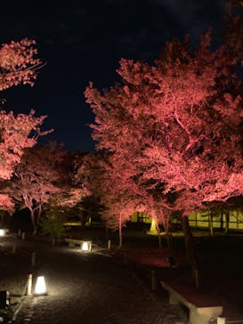 NAKED meets 二条城 2025 観月に投稿された画像（2023/11/7）