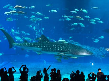 沖縄美ら海水族館に投稿された画像（2023/11/7）