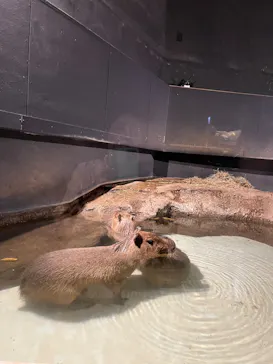 マクセル アクアパーク品川に投稿された画像（2023/11/7）