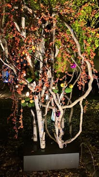 NAKED meets 二条城 2025 観月に投稿された画像（2023/11/7）