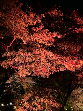 NAKED meets 二条城 2025 観月に投稿された画像（2023/11/7）