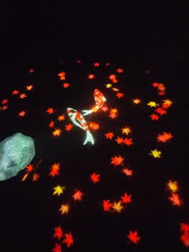 国営昭和記念公園 秋の夜散歩に投稿された画像（2023/11/7）