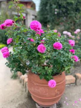 ひらかたパークに投稿された画像（2023/11/7）