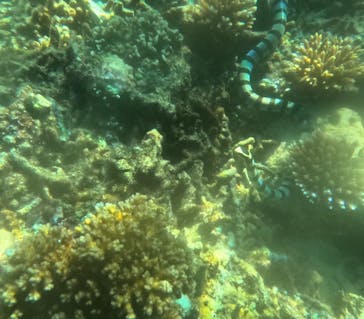 石垣島 ADVENTURE PiPi（イシガキジマアドベンチャーピピ）に投稿された画像（2023/11/7）