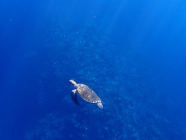 石垣島 ADVENTURE PiPi（イシガキジマアドベンチャーピピ）に投稿された画像（2023/11/7）