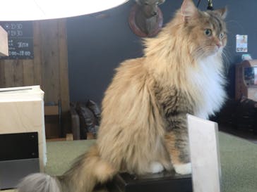 猫カフェモカ　池袋東口店に投稿された画像（2023/11/7）