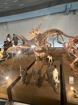 福井県立恐竜博物館に投稿された画像（2023/11/7）