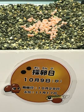 サケのふるさと 千歳水族館に投稿された画像（2023/11/7）