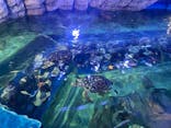 しながわ水族館に投稿された画像（2023/11/8）