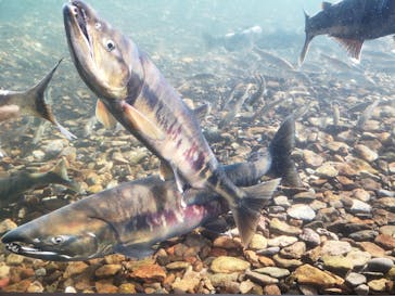 サケのふるさと 千歳水族館に投稿された画像（2023/11/8）
