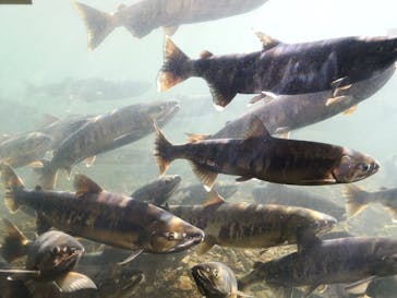 サケのふるさと 千歳水族館に投稿された画像（2023/11/8）